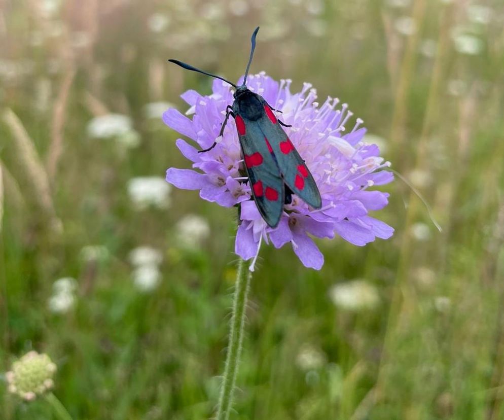 Piękny i trujący motyl w Bieszczadach. Leśnicy: zawiera cyjanowodór
