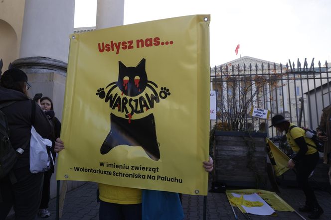 Wielki protest przez ratuszem. Wolontariusze walczą o życie kotów