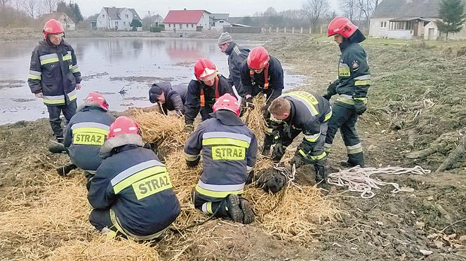 Masowali konia aż wstał