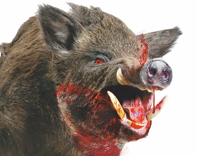 [Obrazek: gf-uu7U-VWEG-zN9F_dzik-terroryzuje-miast...nocrop.jpg]