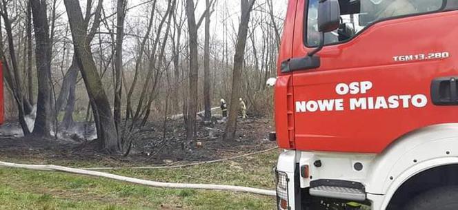 Seria pożarów w lasach pod Płońskiem! Straż pożarna: To były podpalenia! [ZDJĘCIA]