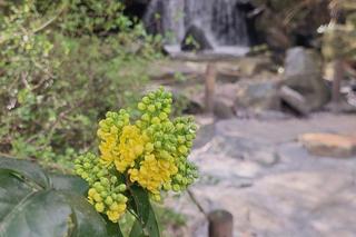 Ogród Japoński otwiera się dla zwiedzających. Na wiosenny spacerek jak znalazł 