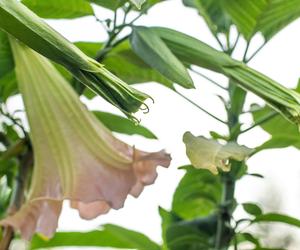 Niesamowita Datura. Zdjęcia