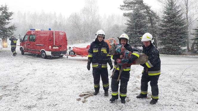 Strażacy z Nietuliska uratowali sarenkę