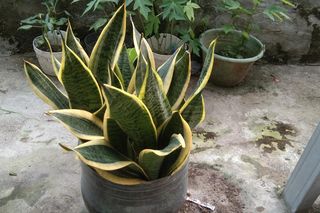 Sięgam po pędzel malarski i ratuję marniejącą sansewierię. Odbija i rośnie jak na drożdżach. Pielęgnacja sansewierii