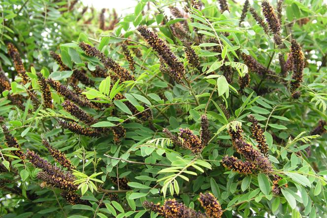 Amorfa krzewiasta (Amorpha fruticosa)