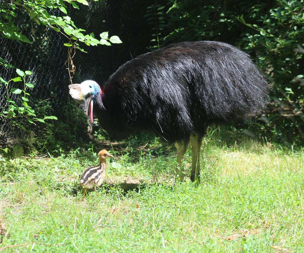 W zoo urodził się mały kazuar hełmiasty