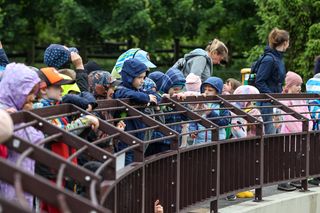 Hugo z ZOO baluje! Hipopotam z Warszawy ma 18 lat i dowód osobisty