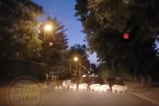 Te nagrania wywołują ciarki na plecach. Zwierzęta wbiegają tuż przed maskę!