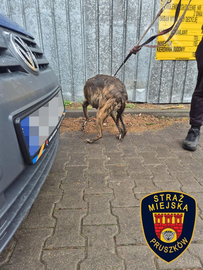 Dramat w Pruszkowie. Przetrzymywał zwierzęta w skandalicznych warunkach. Właściciel próbował się ich pozbyć