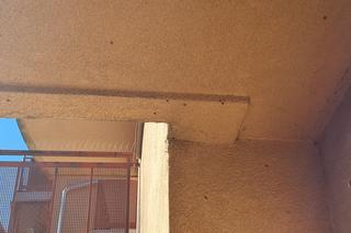 Atak azjatyckich biedronek w Krakowie