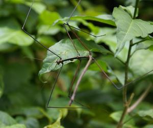 Spotkanie z owadami - odwiedź insektarium