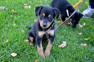 Przygarnij szczeniaczki