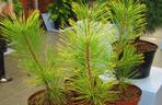 Sosna Thunberga 'Ogon'
