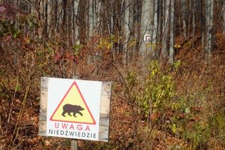 W Bieszczadach niedźwiedź zaatakował leśniczego! 