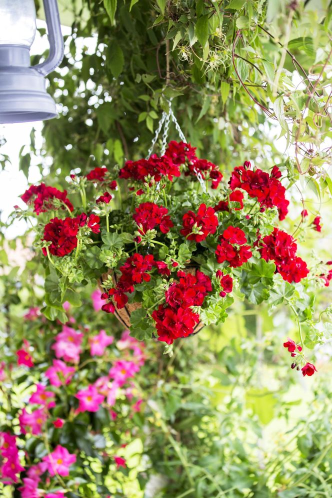 Pelargonia bluszczolistna