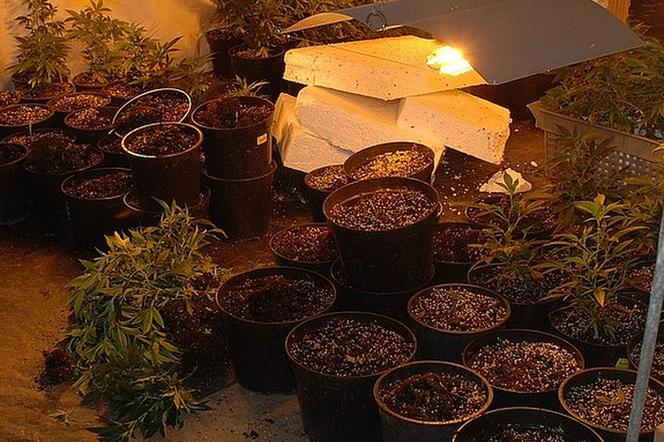 Policjanci zlikwidowali uprawę konopi w jednym z prywatnych domów. Wartość roślin wyceniono na 240 tysięcy złotych [ZDJĘCIA+WIDEO]