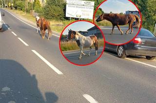 Konie na gigancie, biegały po drodze krajowej. Kierowcy byli przerażeni