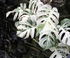 Monstera deliciosa 'Variegata' - jak dbać o tę wyjątkową odmianę monstery?