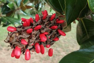 Czy magnolie można rozmnażać przez nasiona? Zapytaliśmy eksperta