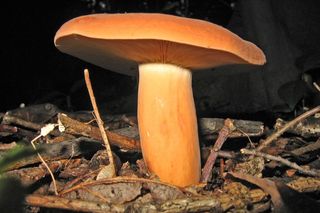 Ten grzyb o rybim zapachu rośnie w polskich lasach. Niewielu wie, że można spożywać go na surowo