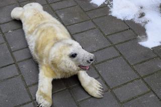 MŁODE FOKI FOKARIUM HEL