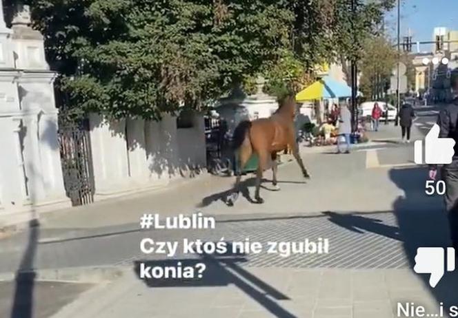 Wakara galopowała przez centrum Lublina! Ludzie byli w szoku