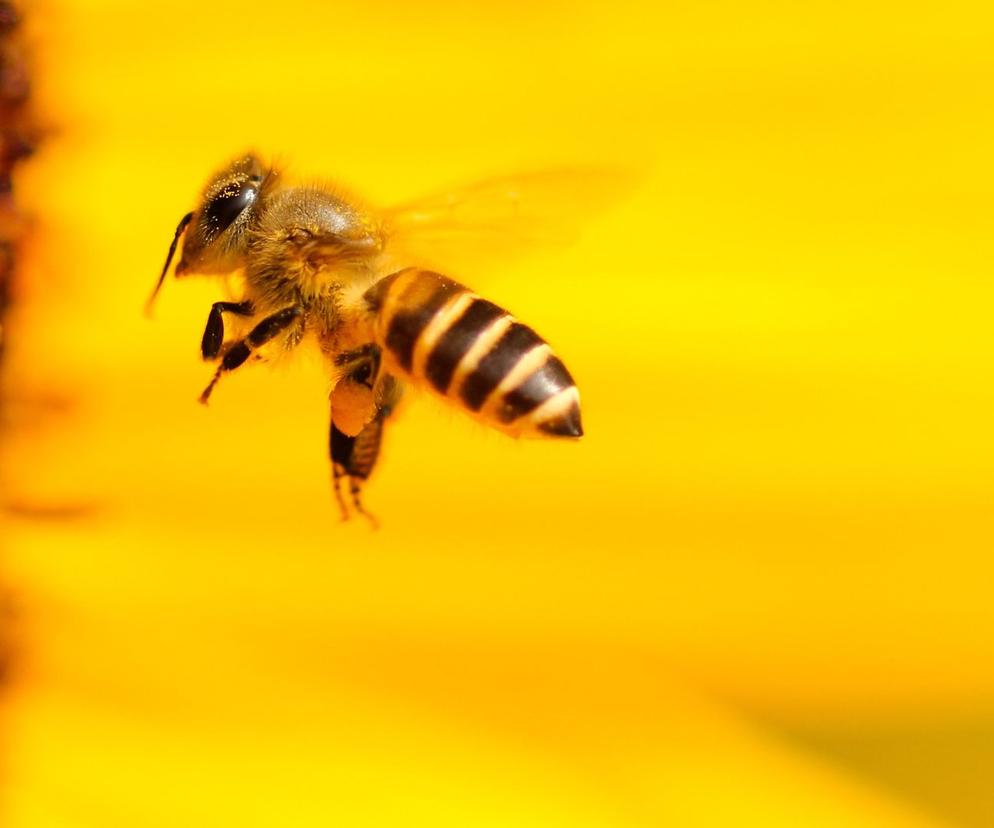 Naukowcy zbadali wpływ pszczół na zwiększenie plonów. To niesamowite! 