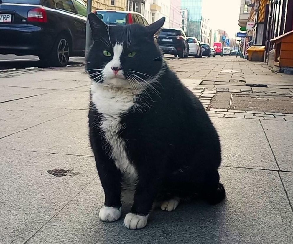 ​Dziś Światowy Dzień Kota, a oczy wielu szczecinian zwracają się ku najsłynniejszemu z nich