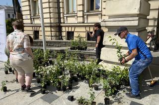 Młodzieżowa Rada Miasta rozdała sadzonki drzew