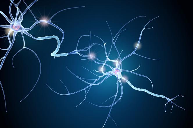 Neuron: budowa i funkcje komórki nerwowej