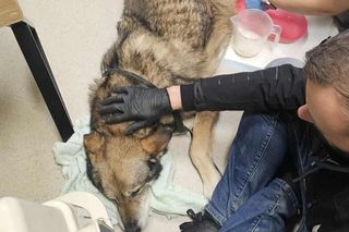 Szokujące zaniedbanie psa. Zwierzę miało w pęcherzu kilkanaście litrów moczu