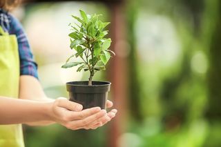 Wrzuć 10 listków tego do wanny i zanurz się na 15 minut. Ten sposób odmieni Twoje życie. Stres i napięcia puszczą, a ty poczujesz się lepiej 