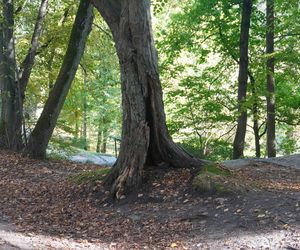 Ta uliczka w Olsztynie zachwyca o każdej porze roku. Zobacz, jak prezentuje się jesienią [ZDJĘCIA]