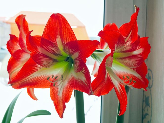 Hippeastrum