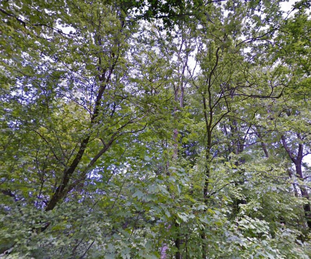 Drzewa - Lasek Złotoryjski w Legnicy 