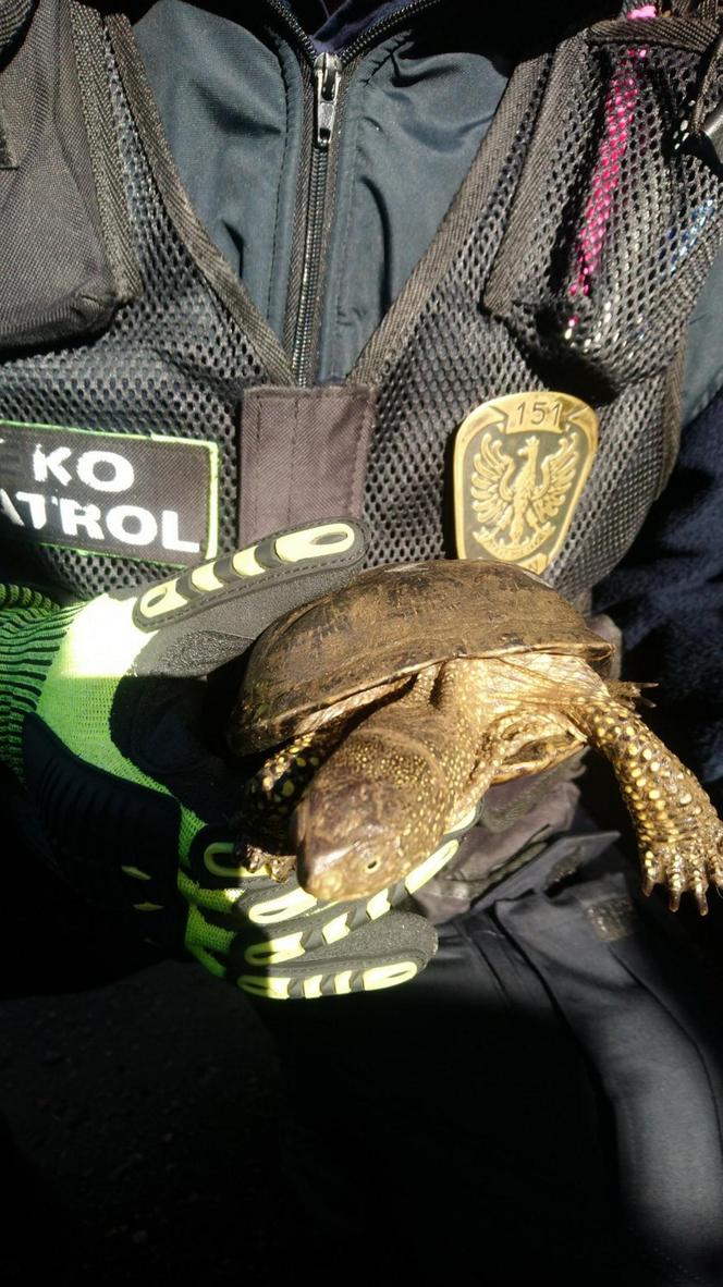 Szczęśliwy los żółwia z piwnicy 