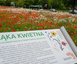 Łąki kwietne w Białymstoku 2025