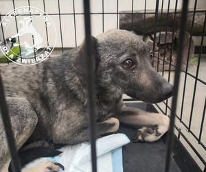 Nieśmiały Szaruś marzy o kochającym domu. Czeka na adopcję!