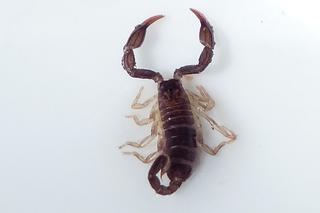 Atak morderczych skorpionów w weekend 13-14.11.21! Trzy osoby zmarły, a 453 odniosły obrażenia!