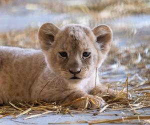W chorzowskim zoo na świat przyszły cztery lwiątka! 