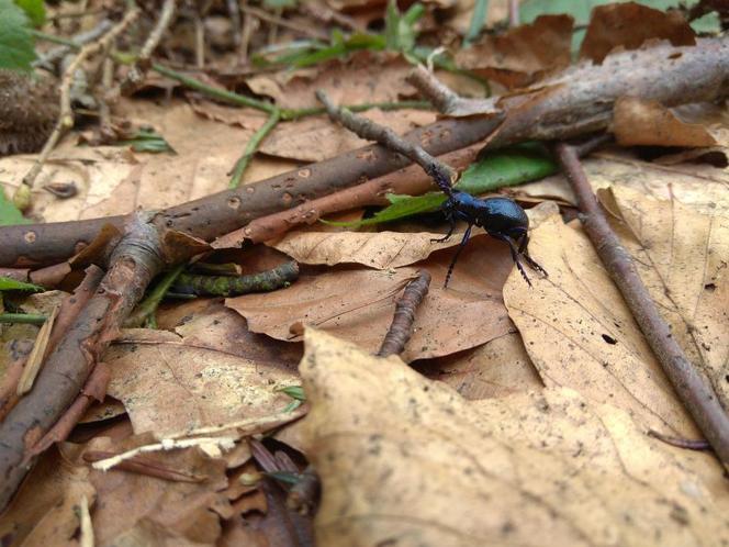 W lasach pojawił się niebezpieczny owad.  Stanowi duże zagrożenie dla naszego zdrowia 