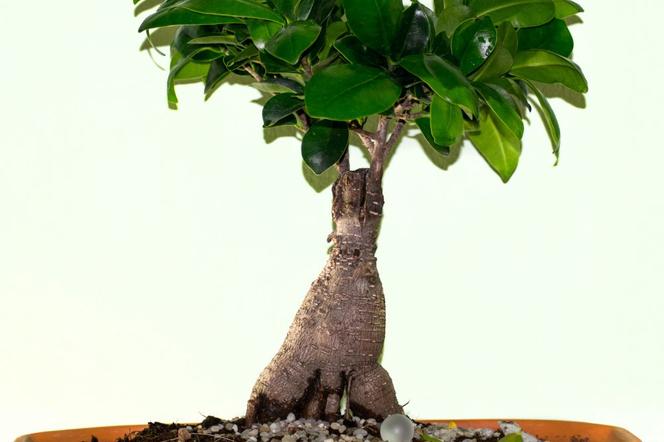 Ficus microcarpa 'Ginseng'