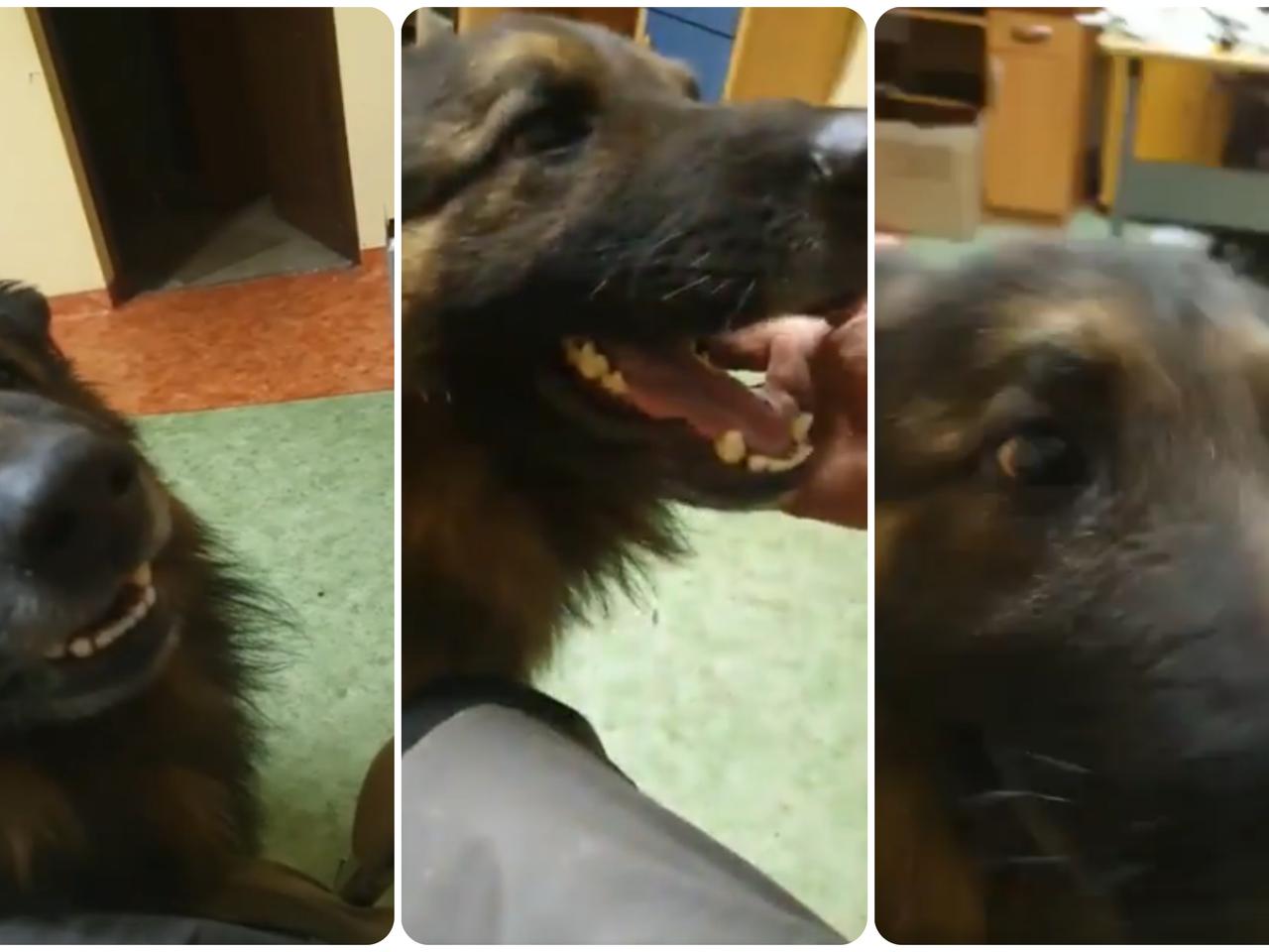 Psi dramat w białogardzkim schronisku. Zwierzęta ewakuowane, kierownik z zarzutami 