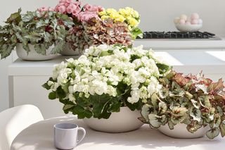 Begonia zimowa i begonia królewska