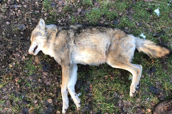 Samochód zabił jednego z najstarszych wilków w Puszczy Bydgoskiej
