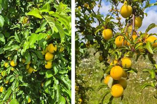 Śliwkowy sad pod Bydgoszczą. Drzewa uginają się pod ciężarem owoców, można rwać i brać za pół ceny!