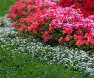 Pelargonie rabatowe 