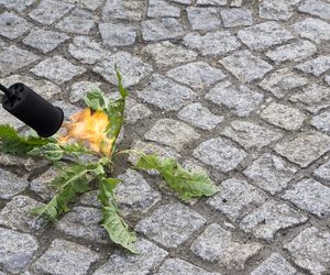 Chwasty w kostce brukowej