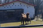 W Śląskim Ogrodzie Zoologicznym narodził się maleńki wielbłąd. Franek już teraz skrada serca